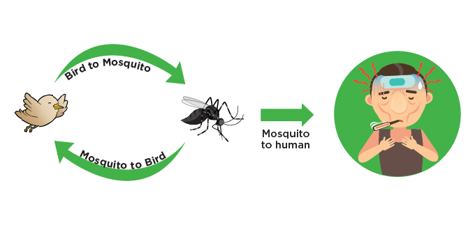 Mosquito to bird, bird to mosquito and mosquito transmits EEEV to human.